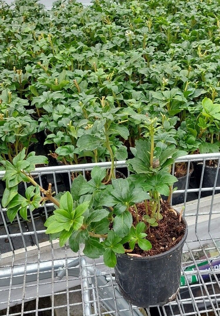 Groene potplant met kleine blaadjes in een kas.