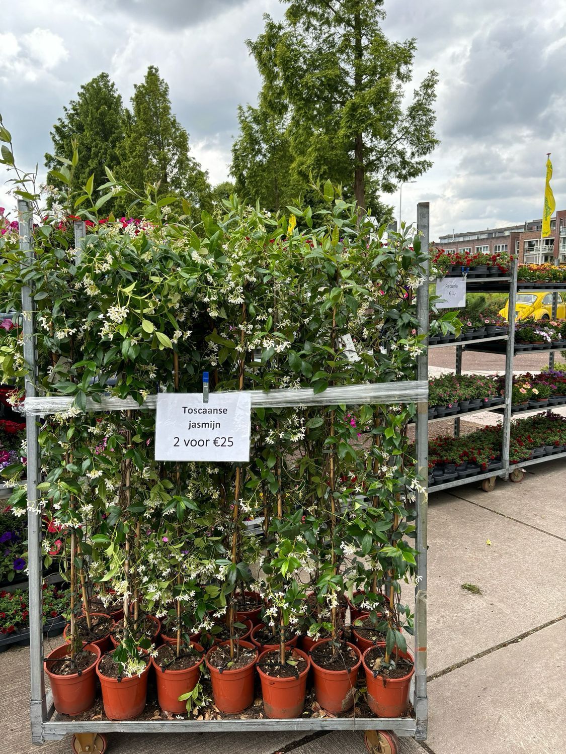 Planten in bruine potten op een metalen rek, met witte bloemen en groene bladeren. Buiten.