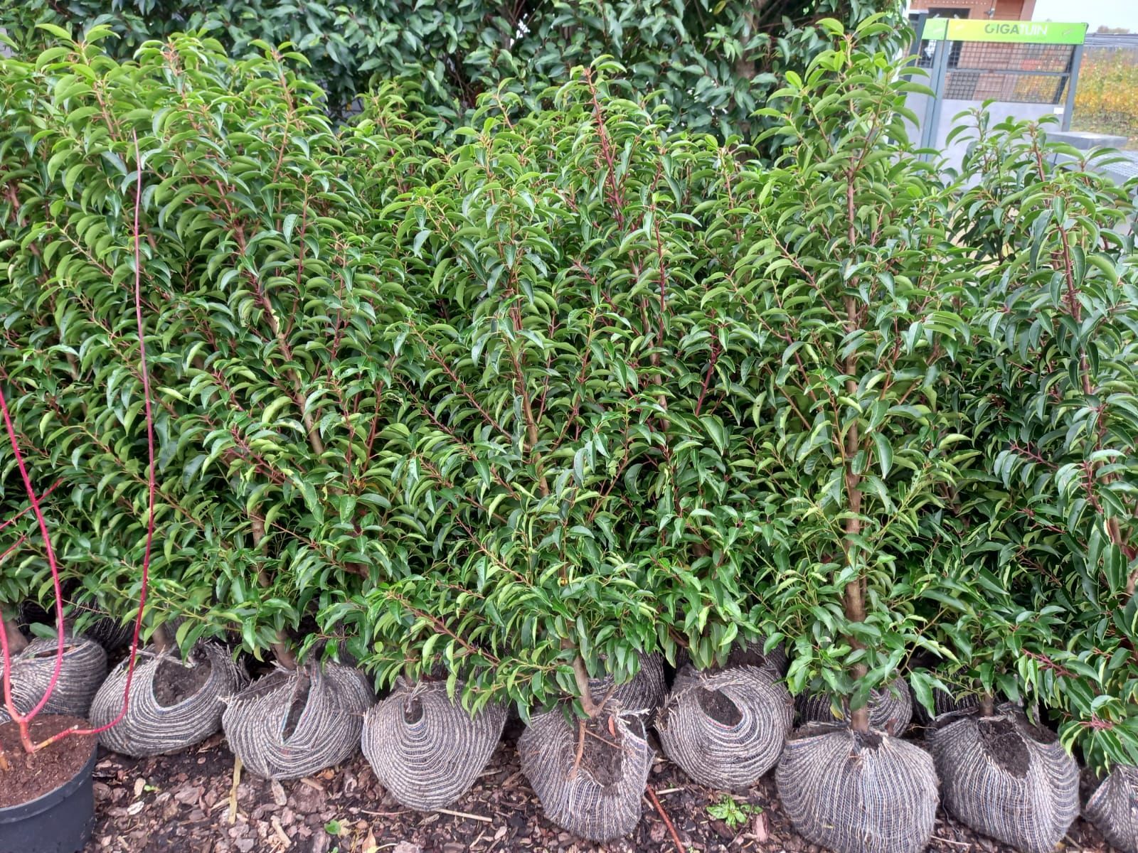 Een rij potplanten met groen blad en roodachtige stengels, klaar om geplant te worden.