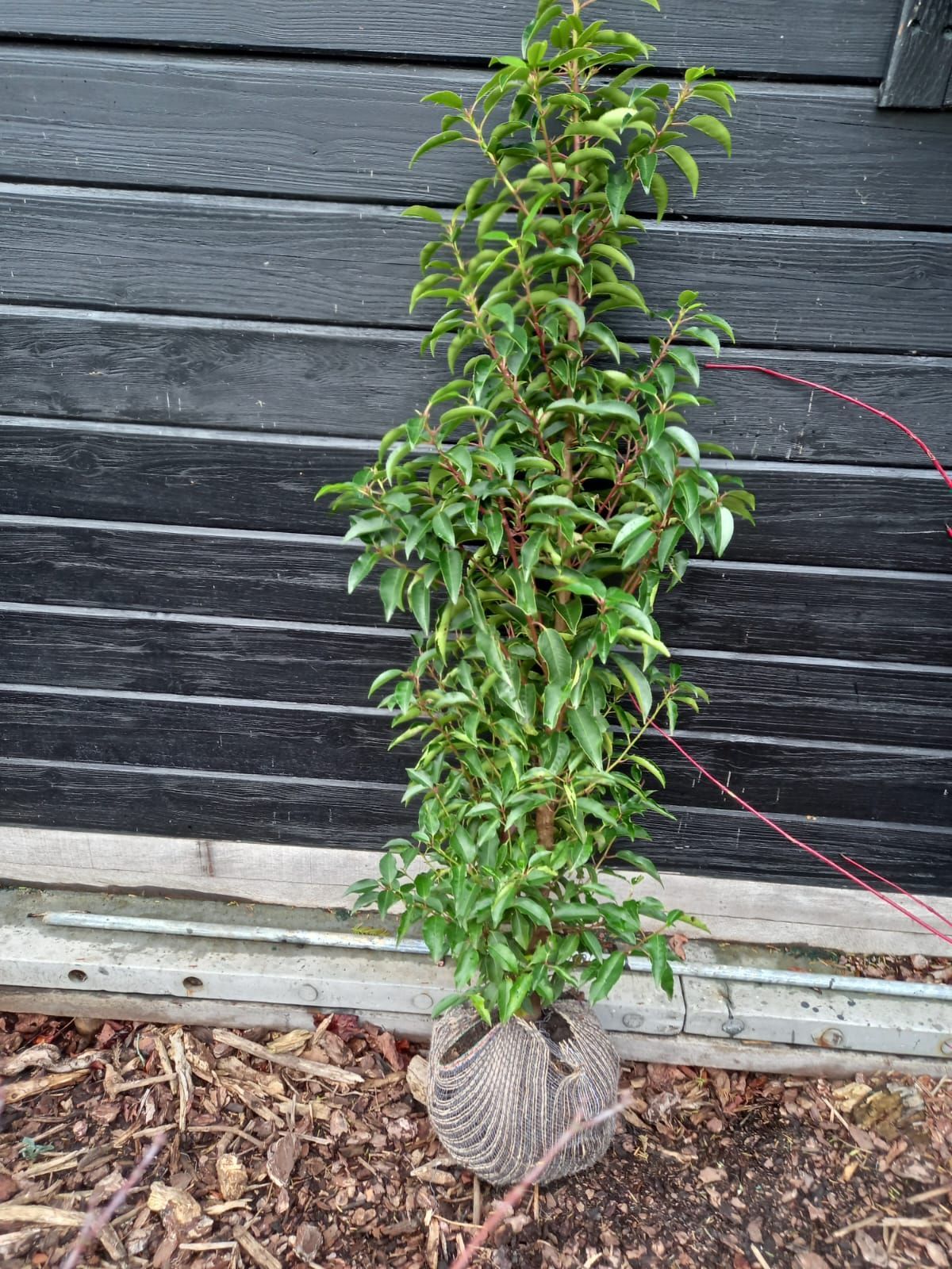 Een jonge boom met groene bladeren en rode stengels, geplant in een jutezak, voor een zwarte houten muur.