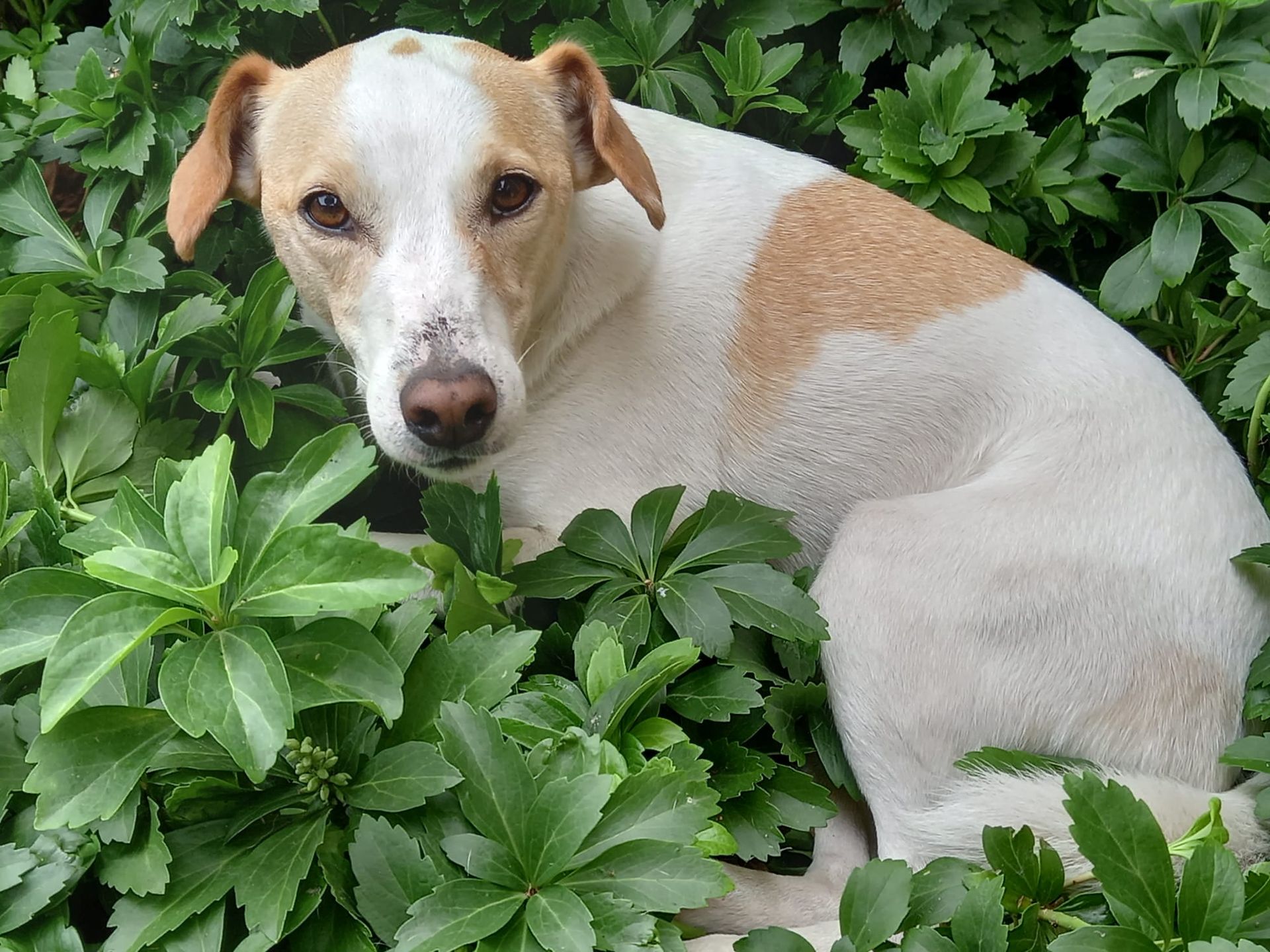 Hond met wit-bruine vacht die rust in groen gebladerte.