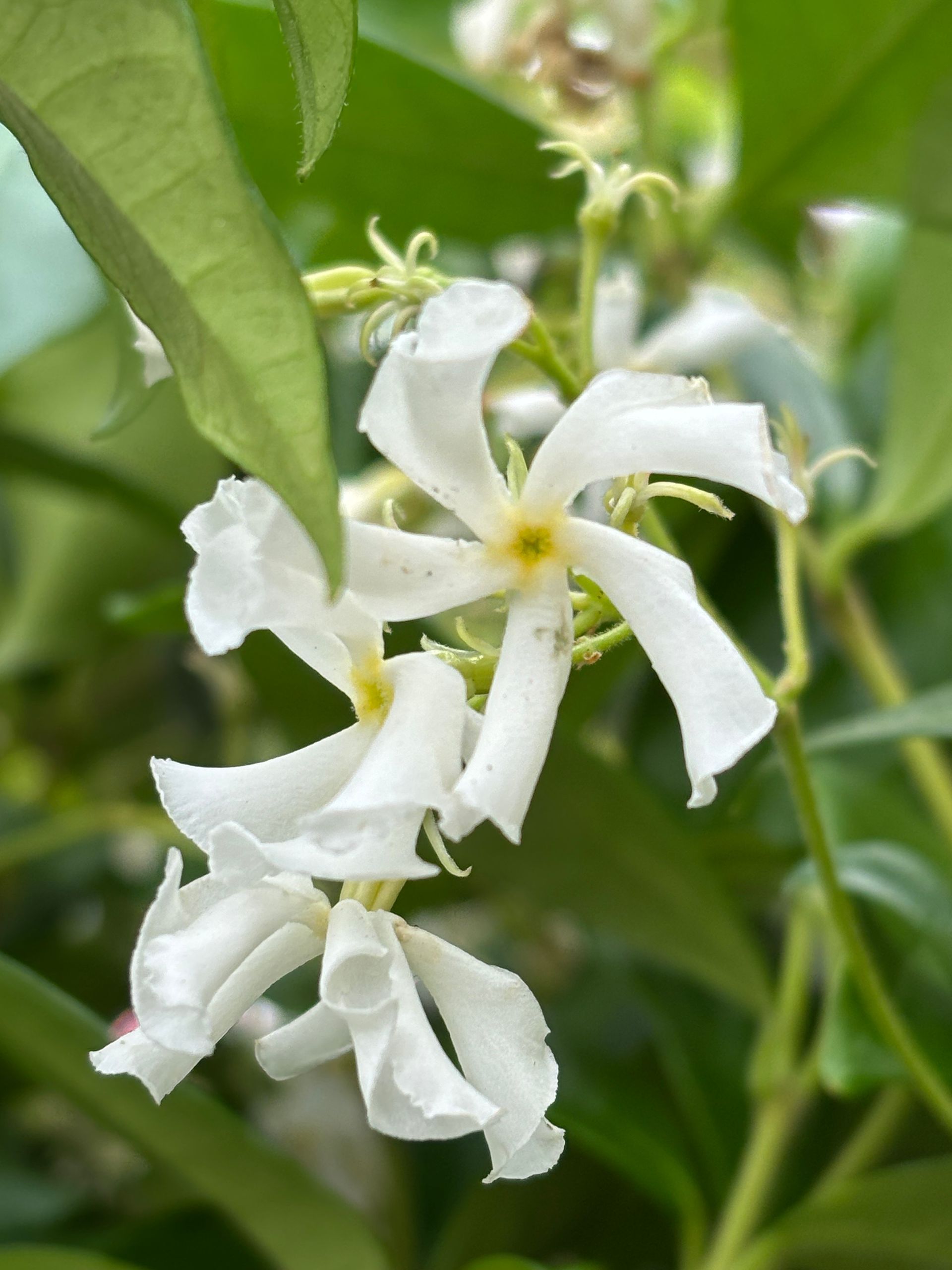 Witte jasmijnbloemen met gele centra, tegen een achtergrond van groene bladeren.