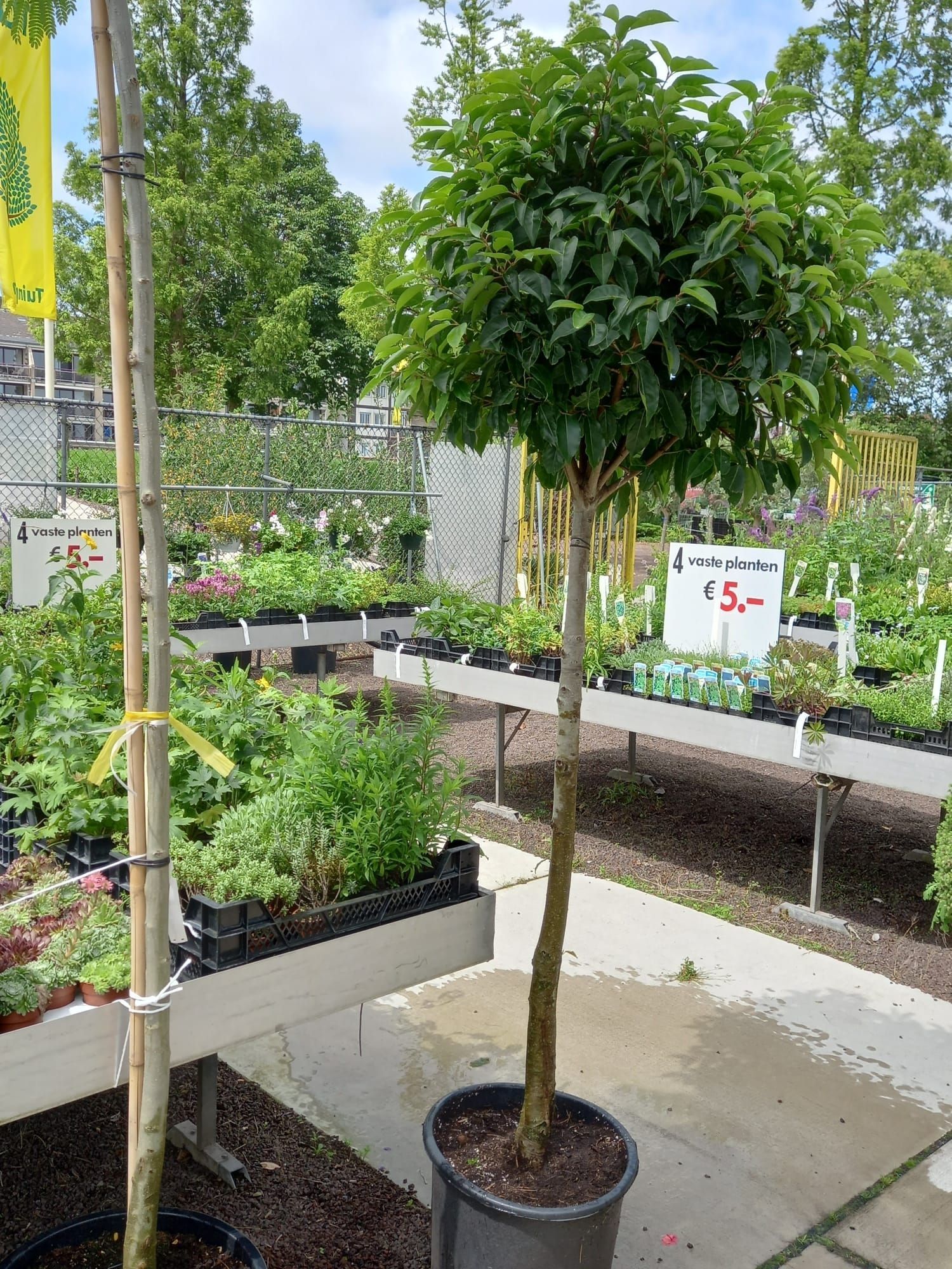 Boom met bolvormige kroon in een pot. Te koop bij een tuincentrum, prijs $5.