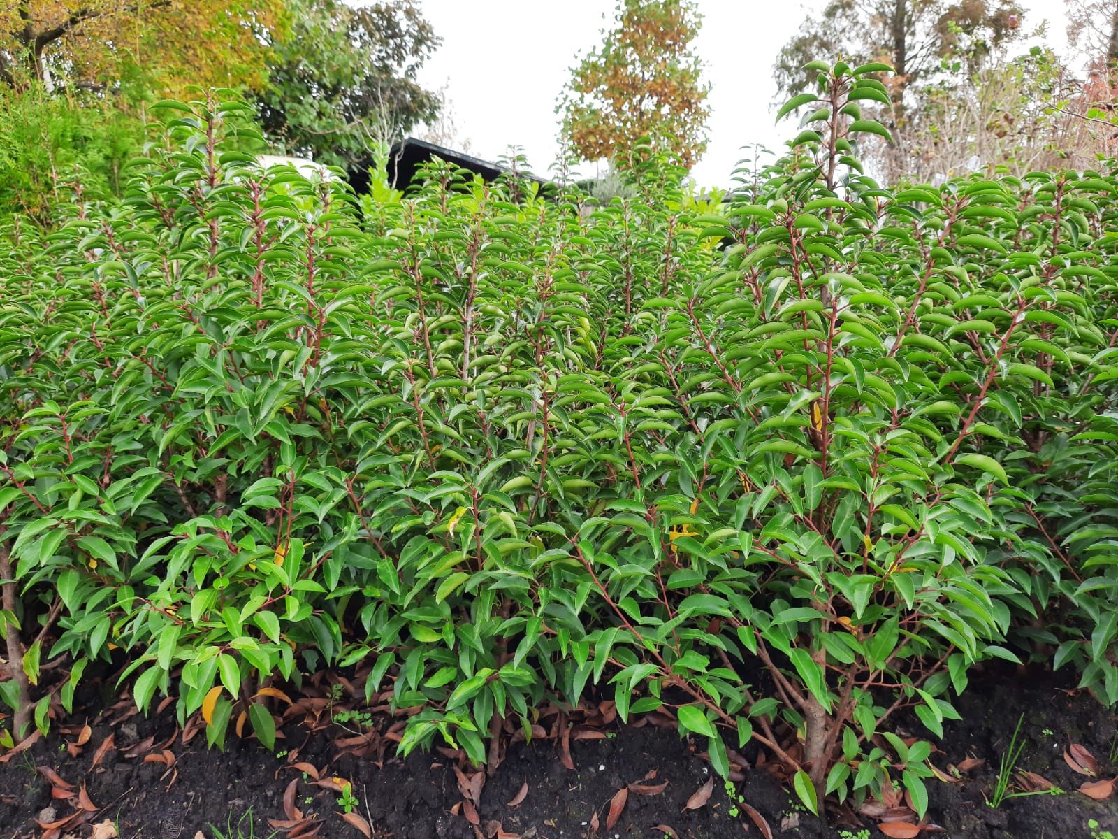 In een tuinperk groeien groene struiken met donkerrode stengels.