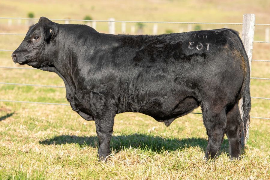 OSullivans Radium R27