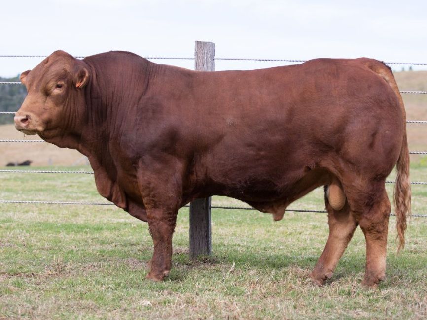 BJF Chunk Dan