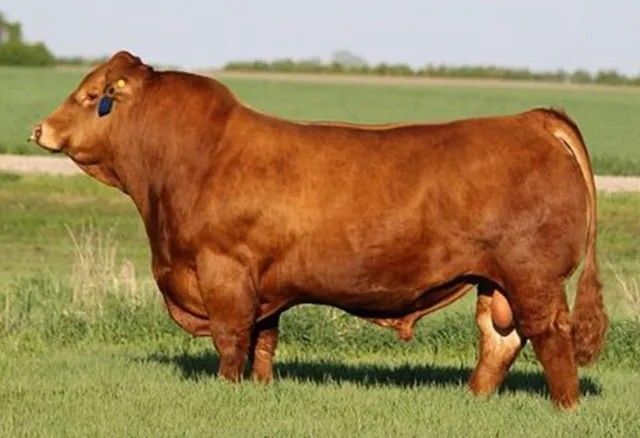 JYF Chunk 35C