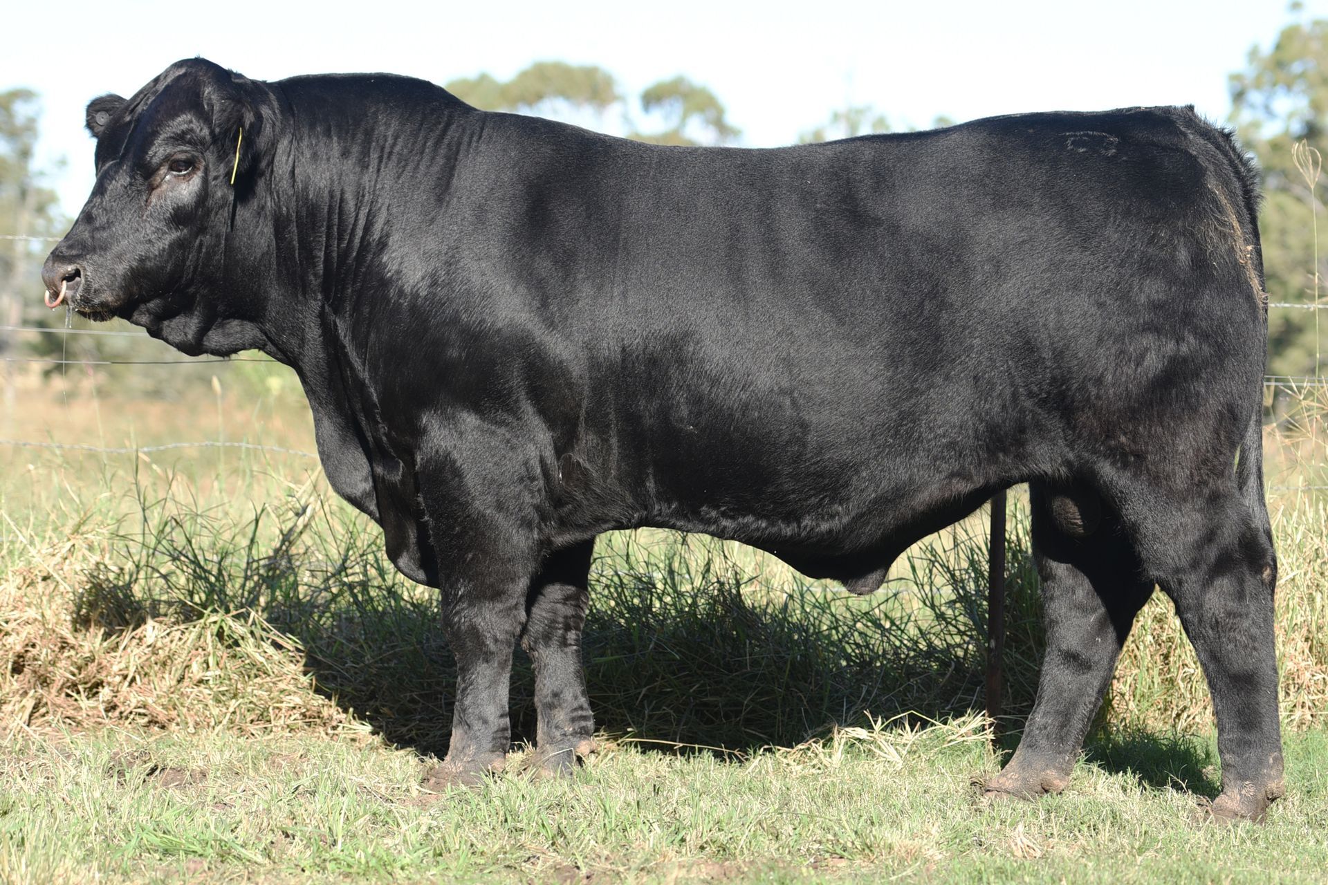 OSullivans Radium R27