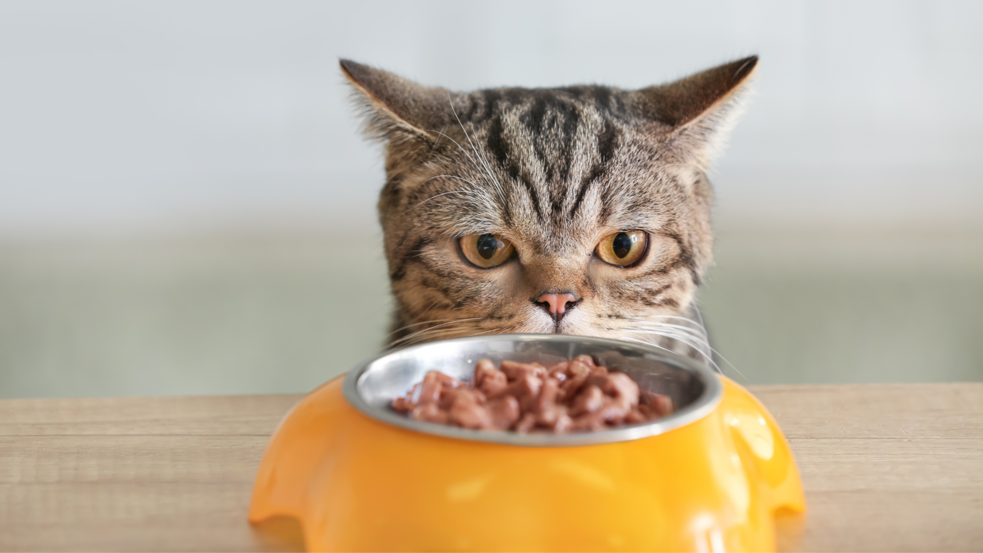 Tabby cat eating from a yellow bowl, centered against a blurred background.