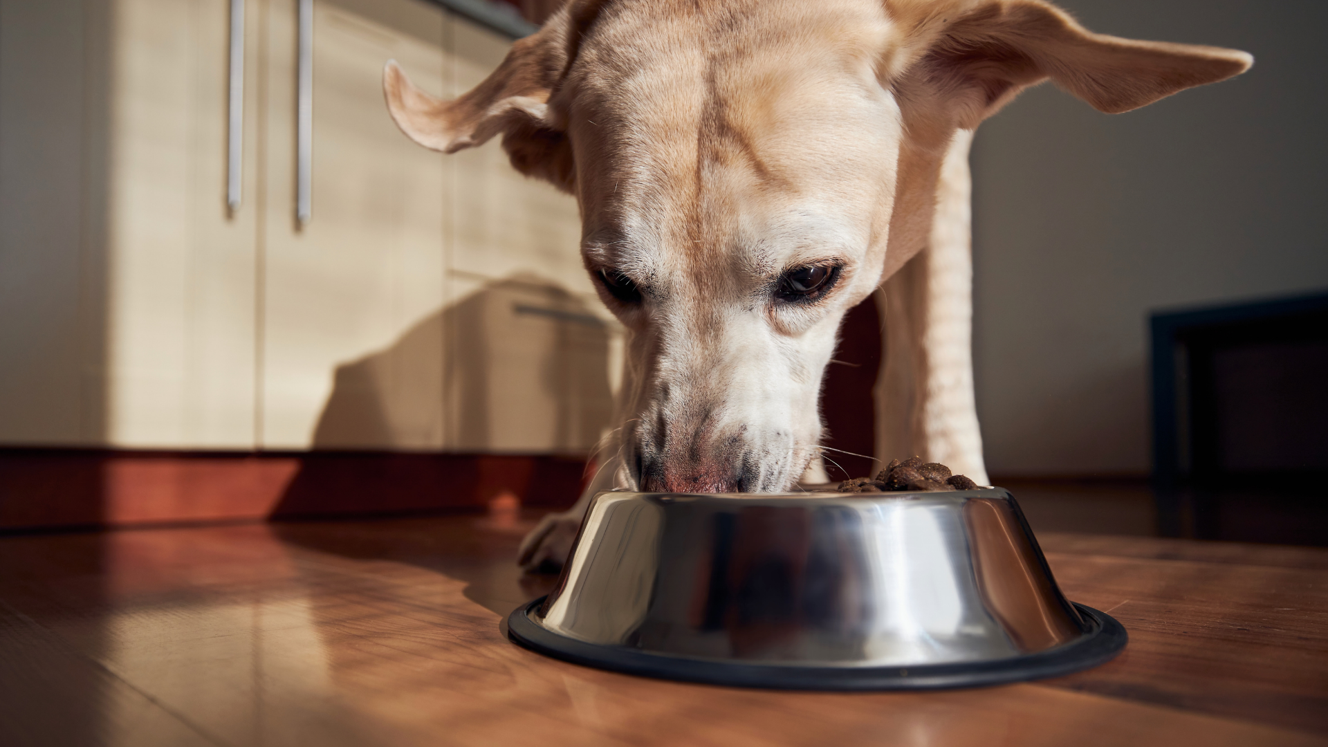 Tan dog eating from a stainless steel bowl on a kitchen floor