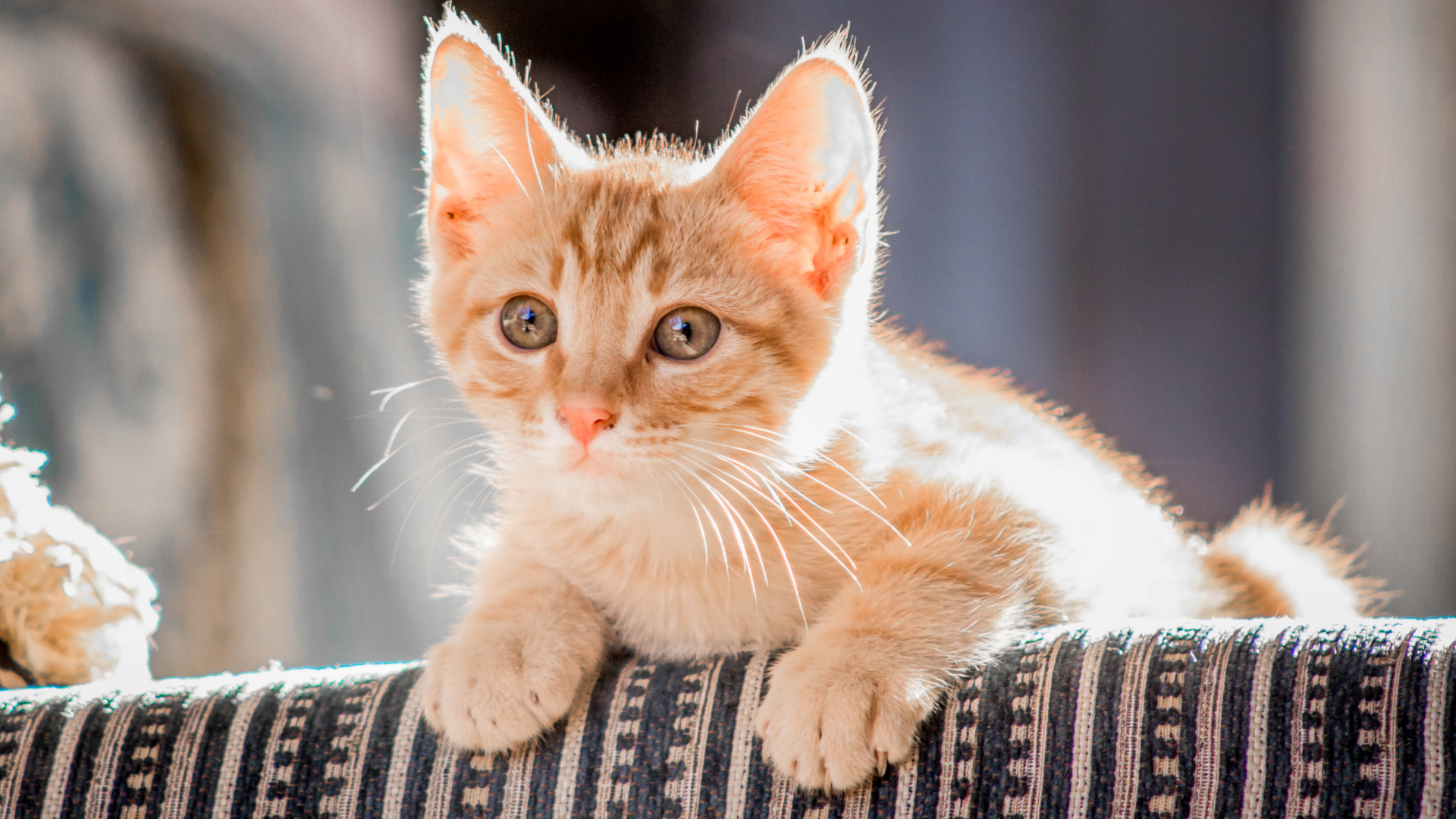Orange tabby kitten peeking over a striped couch, lit by soft sunlight