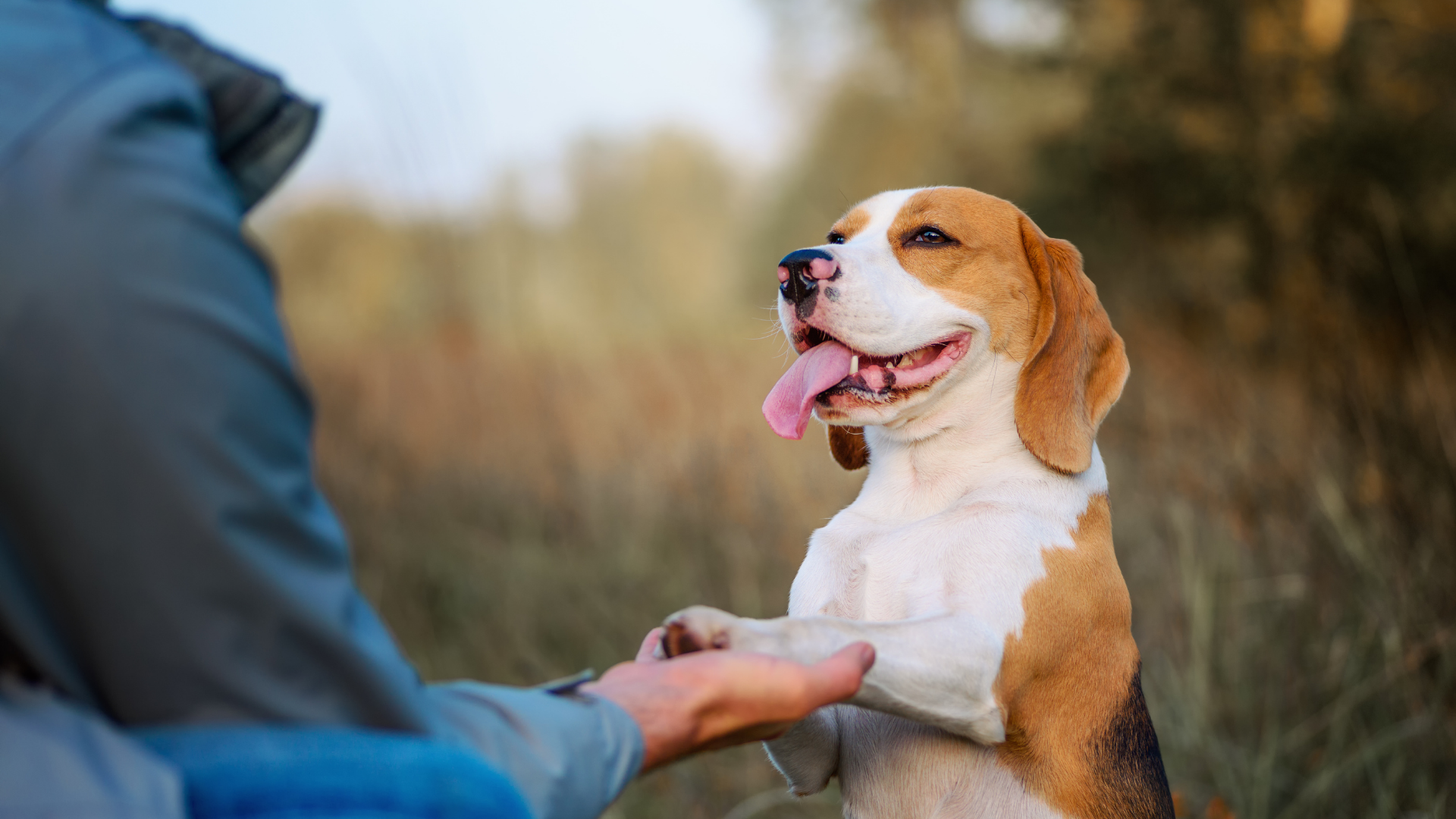 Person offering a hand to a happy beagle outdoors on a grassy field
