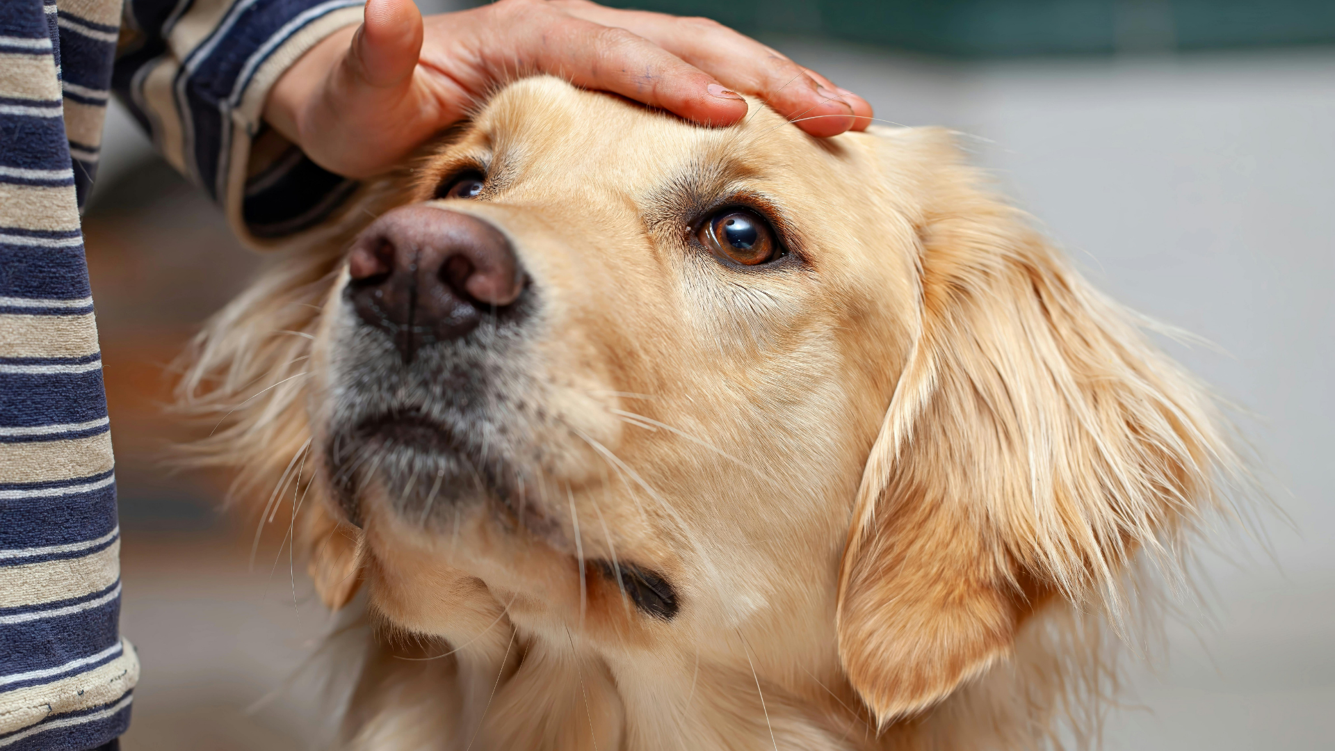 Hand petting a golden retriever outdoors as the dog looks up calmly