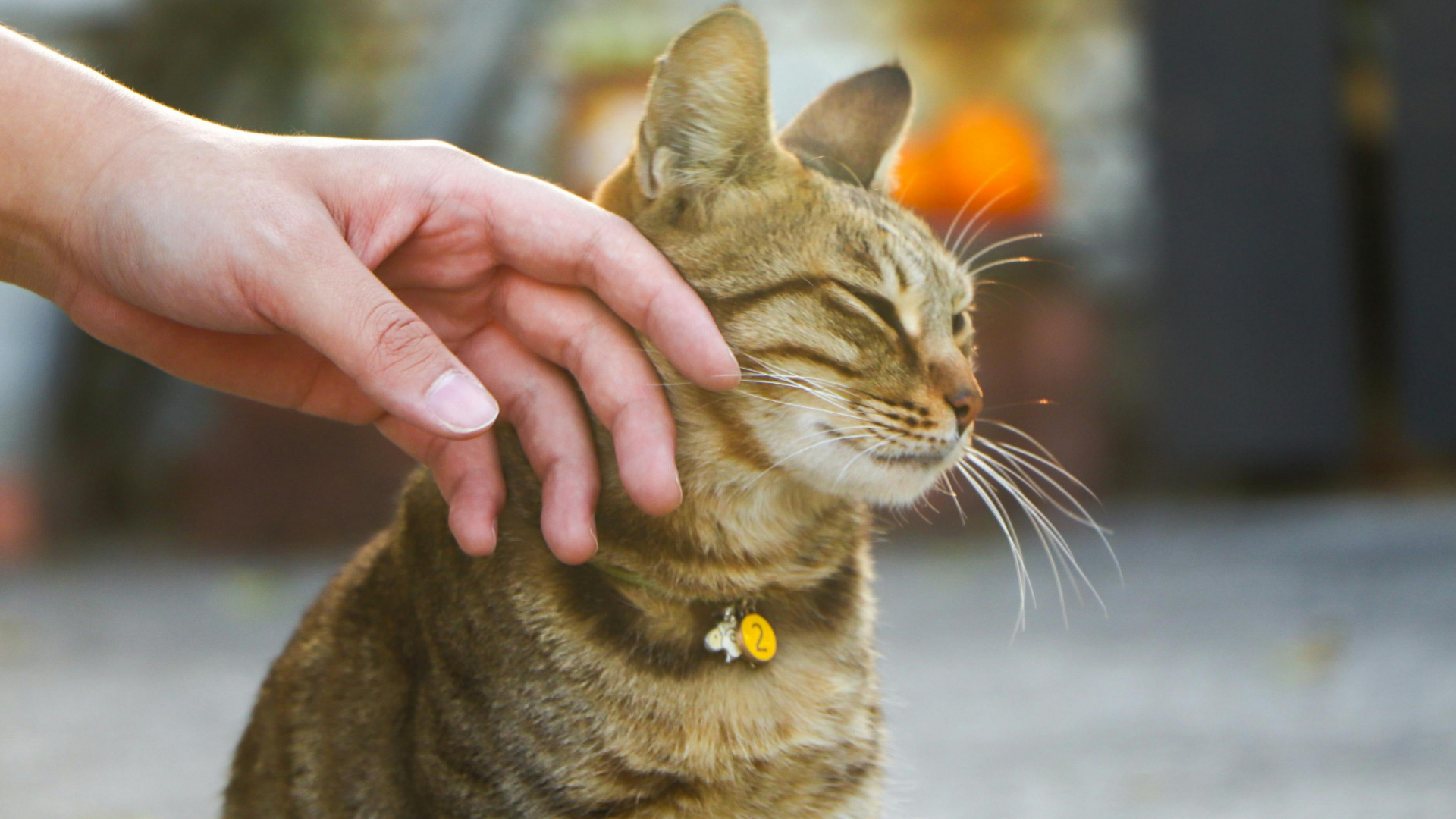 Hand petting a brown tabby cat wearing a yellow collar outdoors