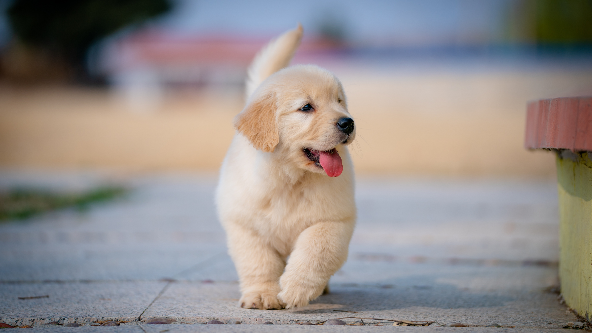 Cream-colored puppy walking on a paved path with tongue out, outdoors near a bench