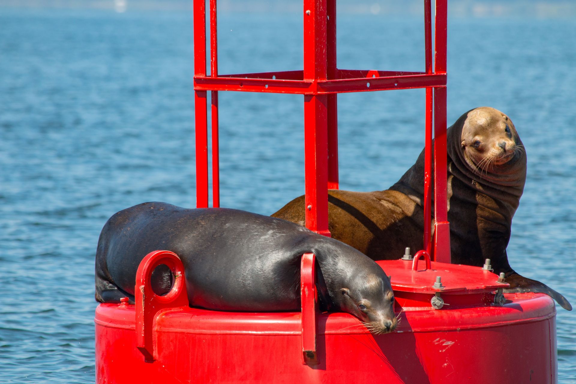 Two seals are laying on top of a red buoy in the ocean.