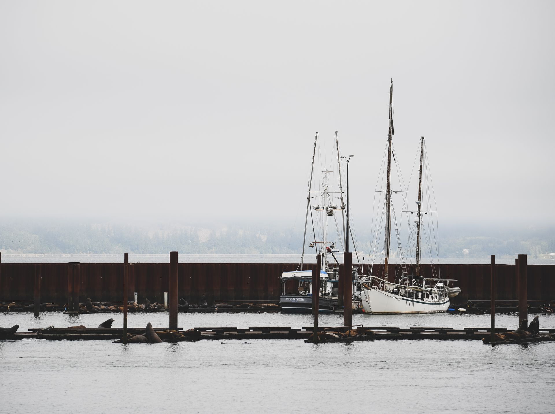 A group of sailboats are docked in a harbor on a cloudy day.