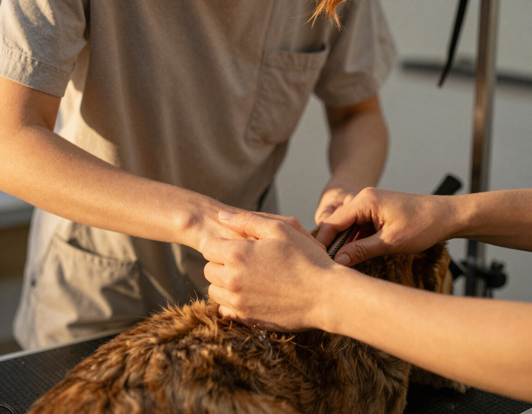 Two people groom a brown dog on a table, one holding its head while the other trims its fur.