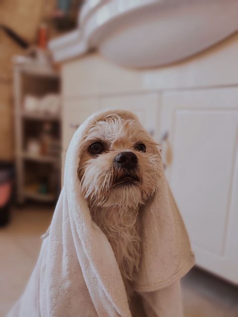 Small white dog with a towel draped over its head, sitting indoors in a bathroom.