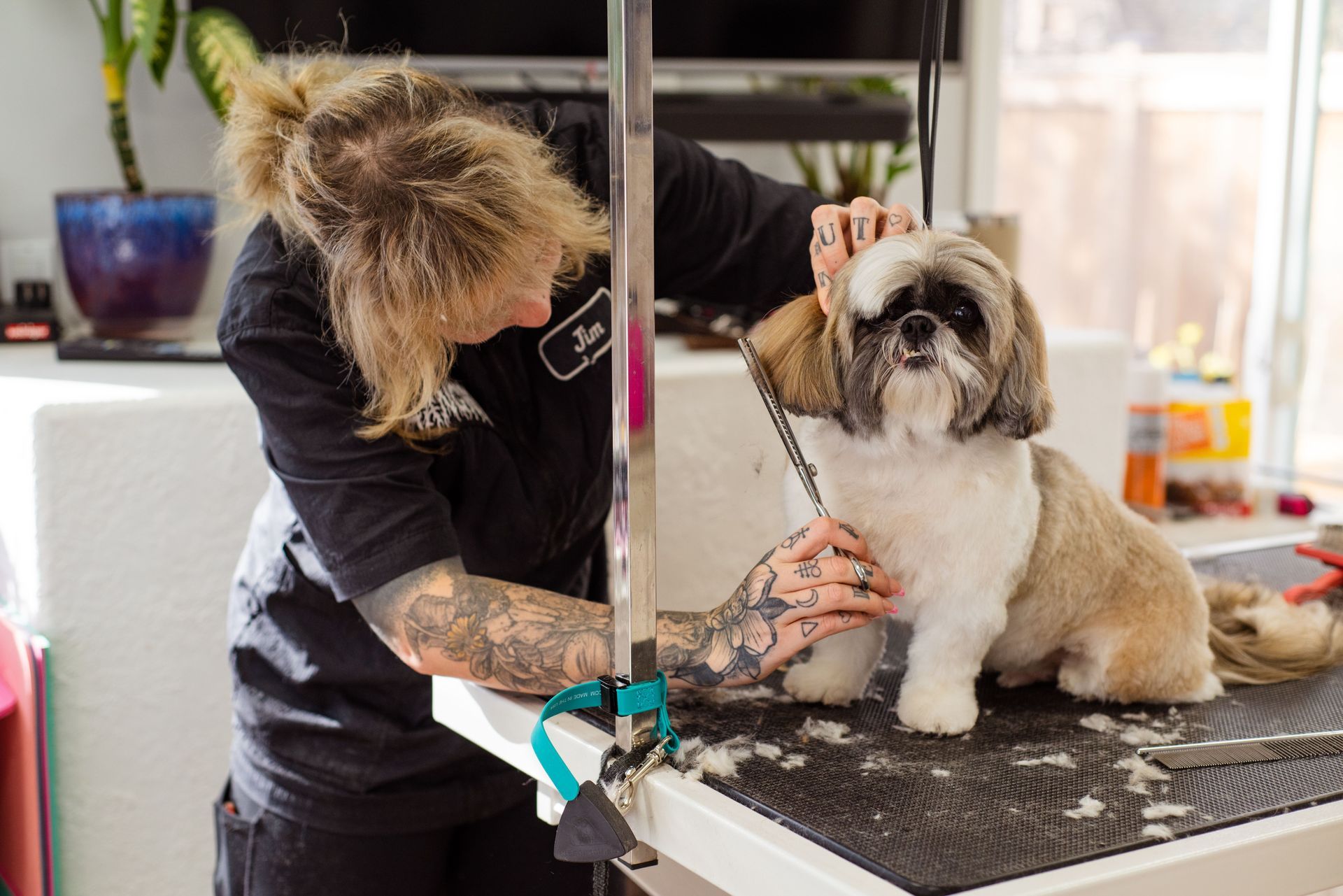 Groomer trimming a small dog on a table in a bright grooming salon
