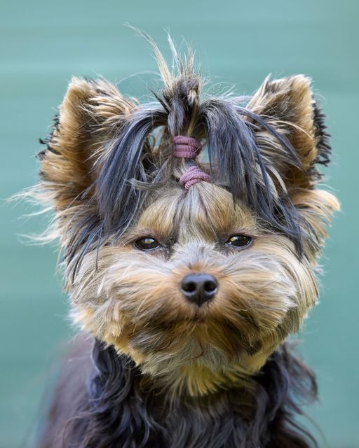 Small Yorkshire terrier with a topknot, facing forward against a soft green background.