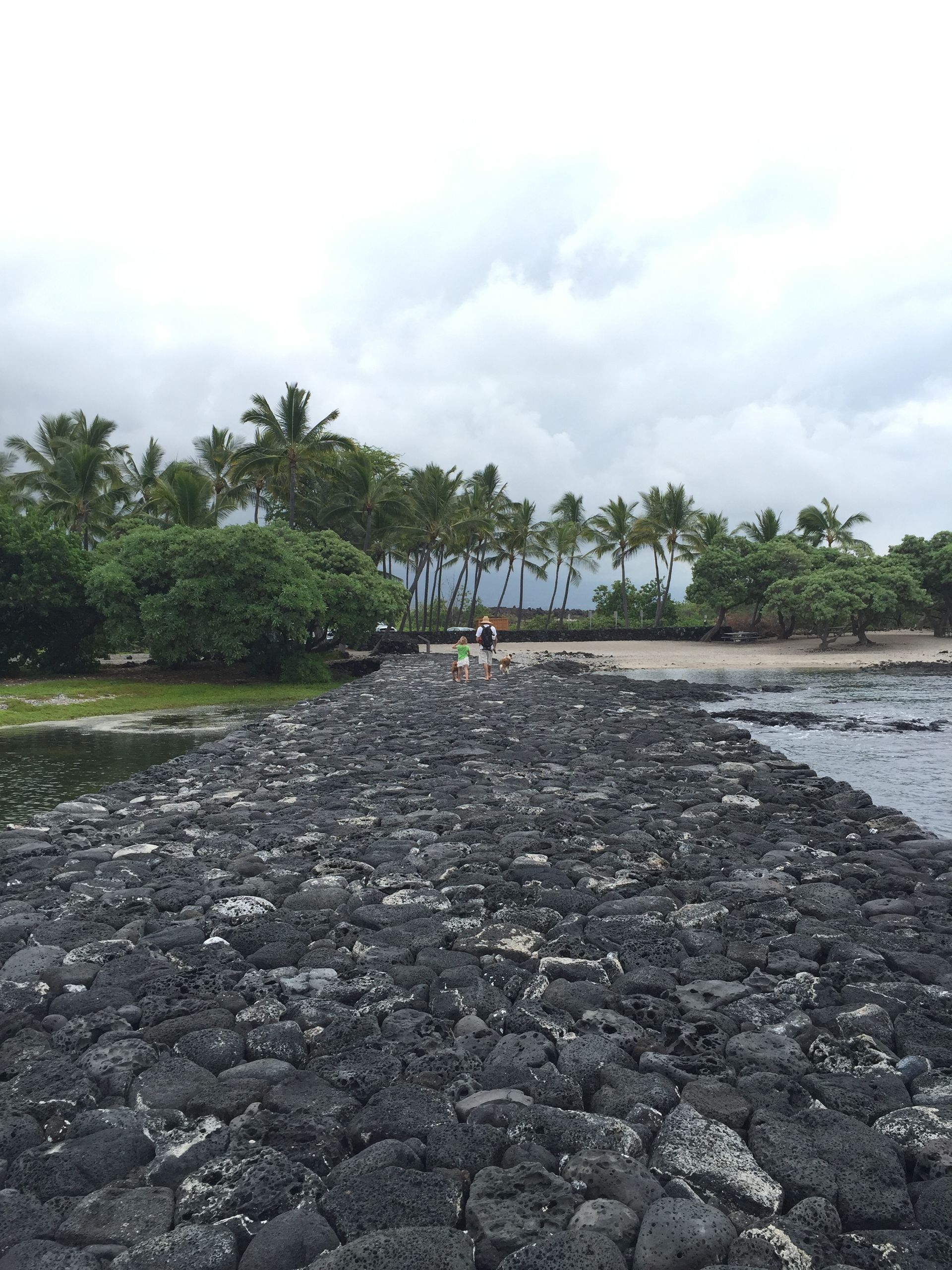 A beach with a lot of rocks and palm trees