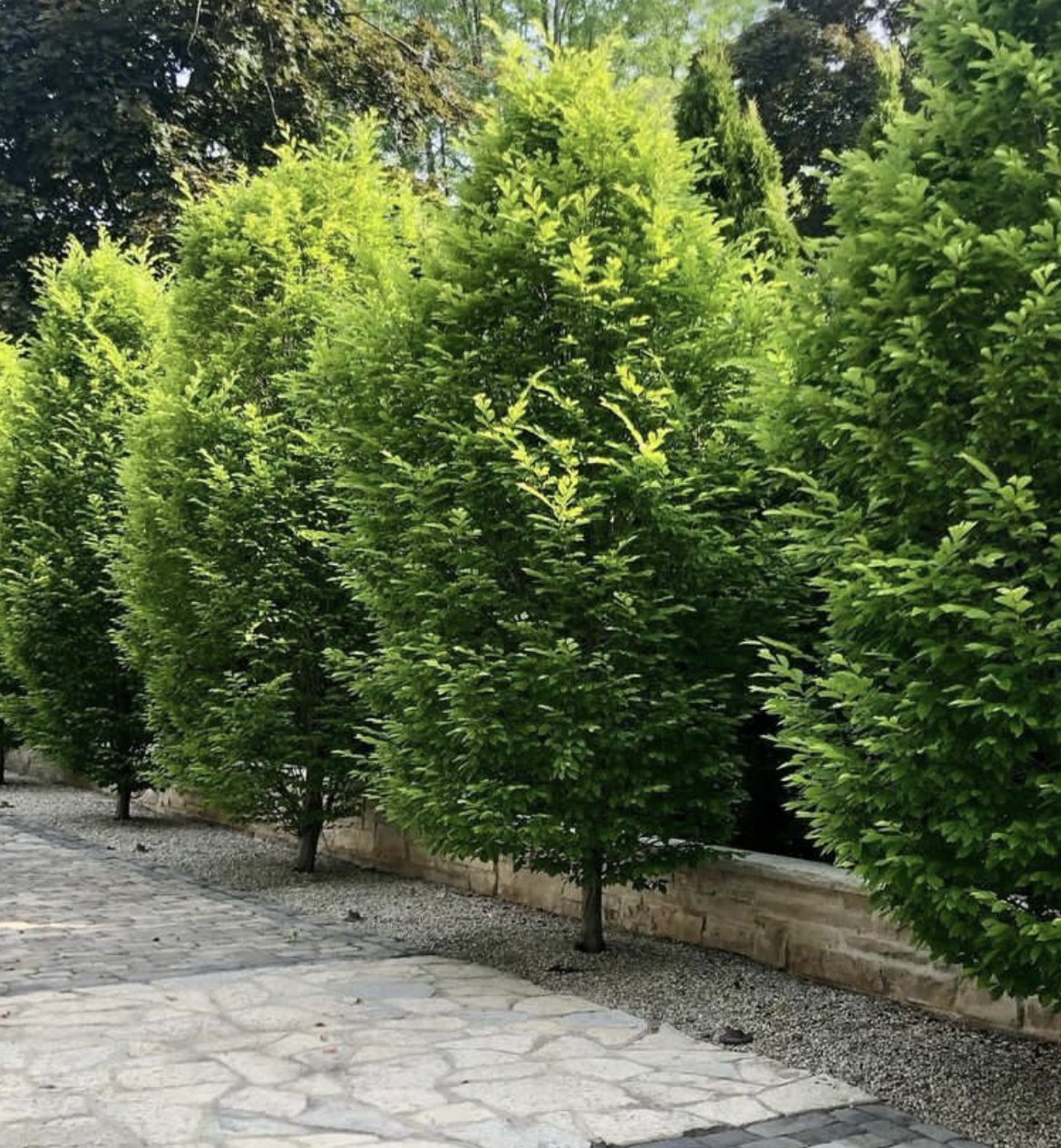 Functional property enhancements using hardscape landscaping near me services.