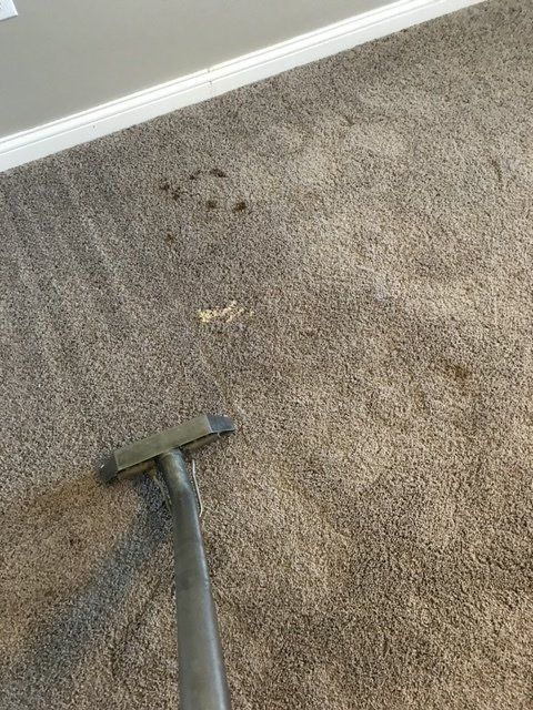 carpet cleaning company