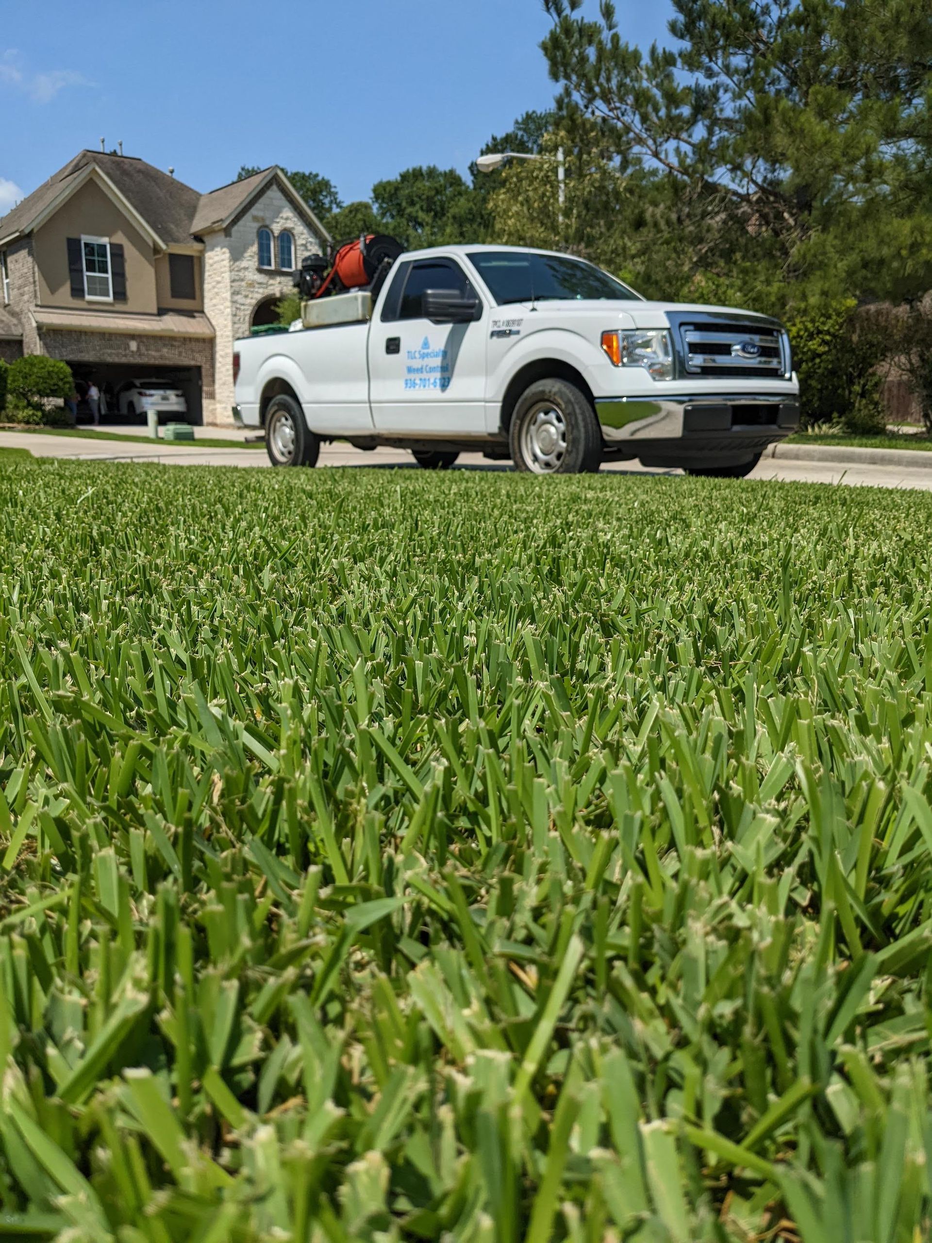 Healthy Grass
