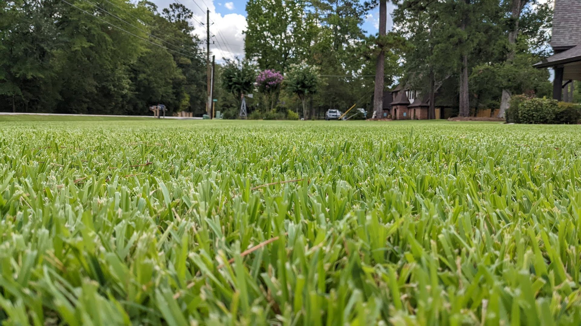 Healthy Lawn