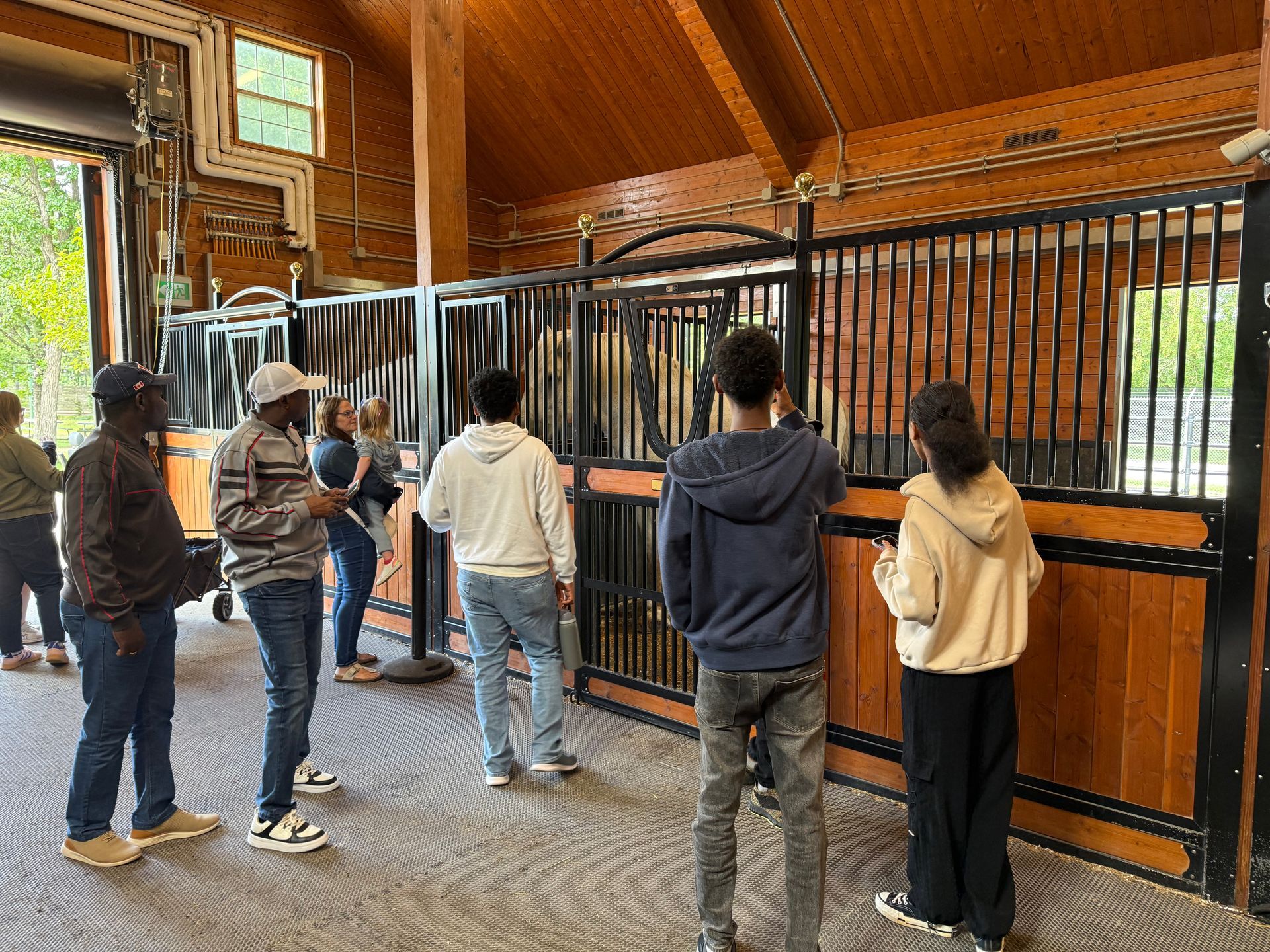 People looking at horses in stable stalls. Wooden interior, natural light.