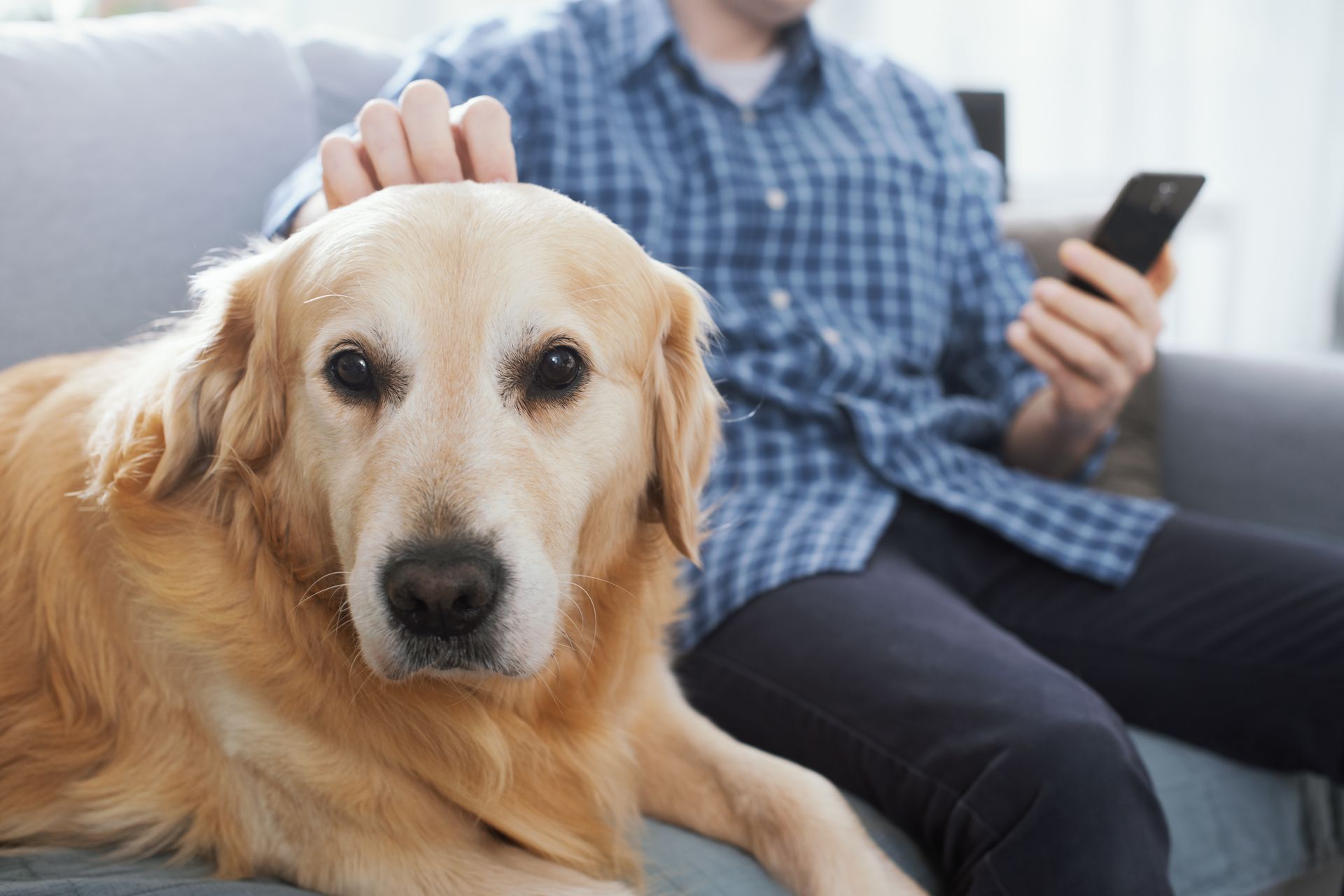 Un golden retriever viene accarezzato da una persona che tiene in mano un telefono su un divano in casa.