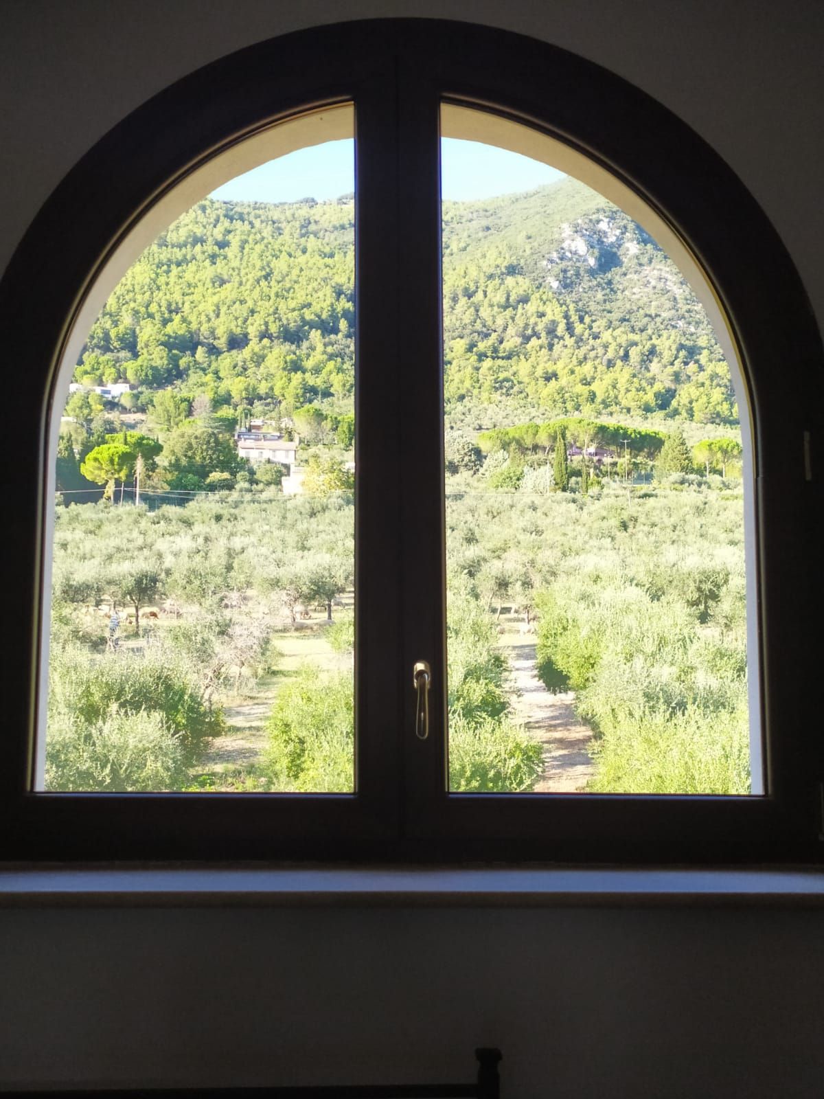 Finestra ad arco con vista su una lussureggiante collina verde e sugli ulivi.
