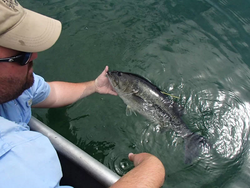 A man in a boat is holding a fish in his hand