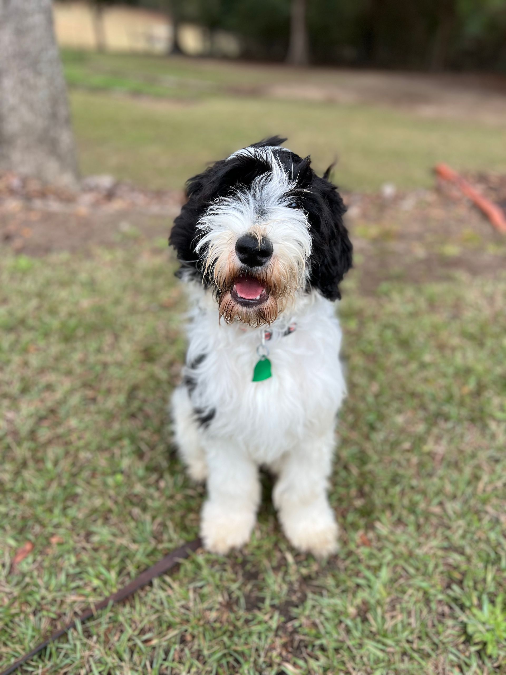 Dog Boarding in Opelika AL Maringo Creek Farm