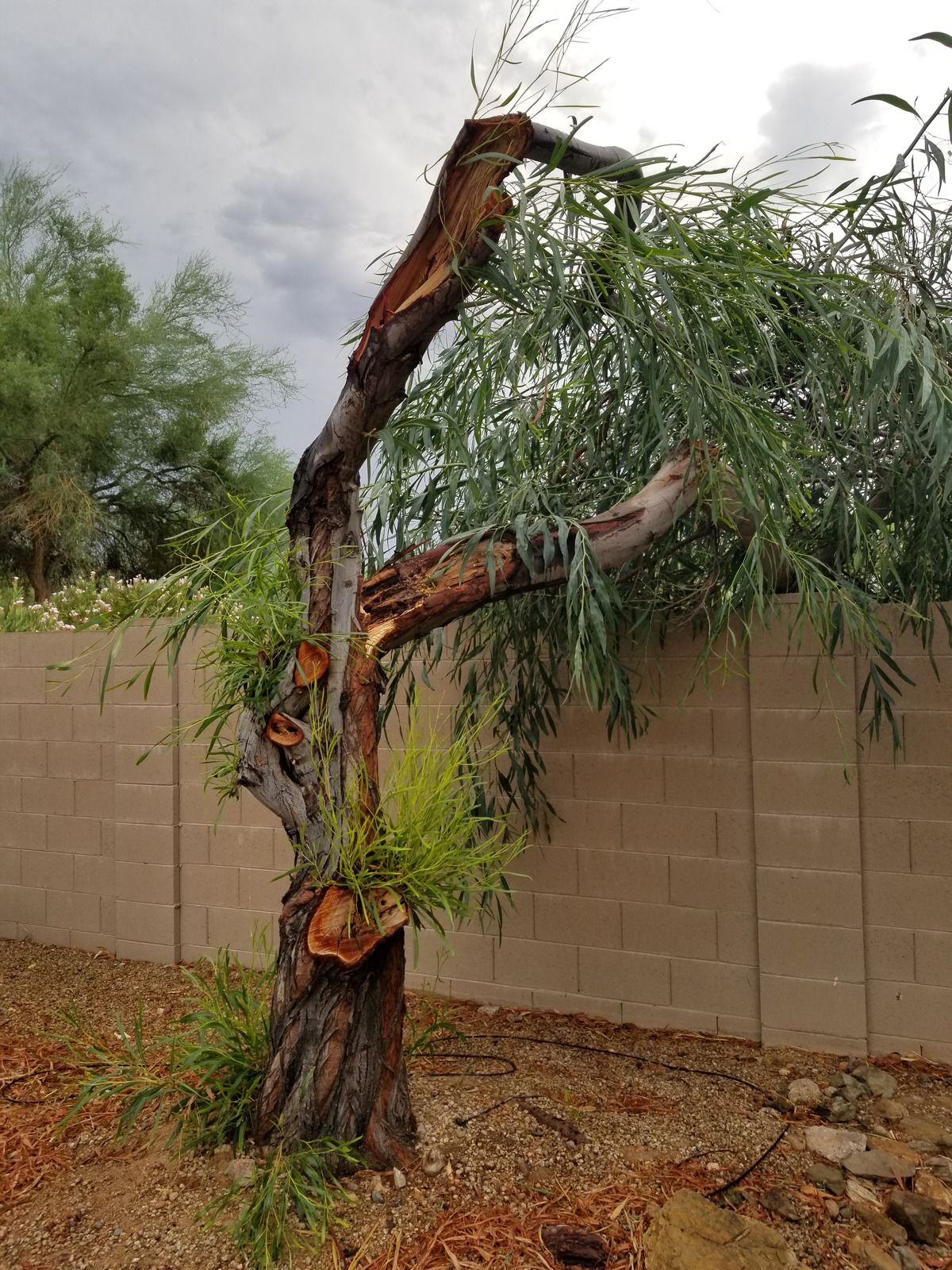 Portland Tree Service Top Rated Tree Service Portland, Oregon