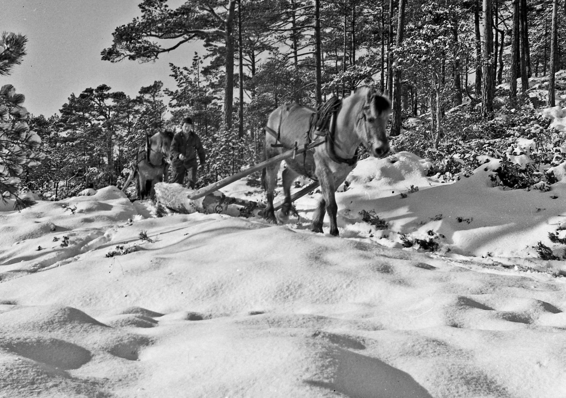 Foto: Tor Resser