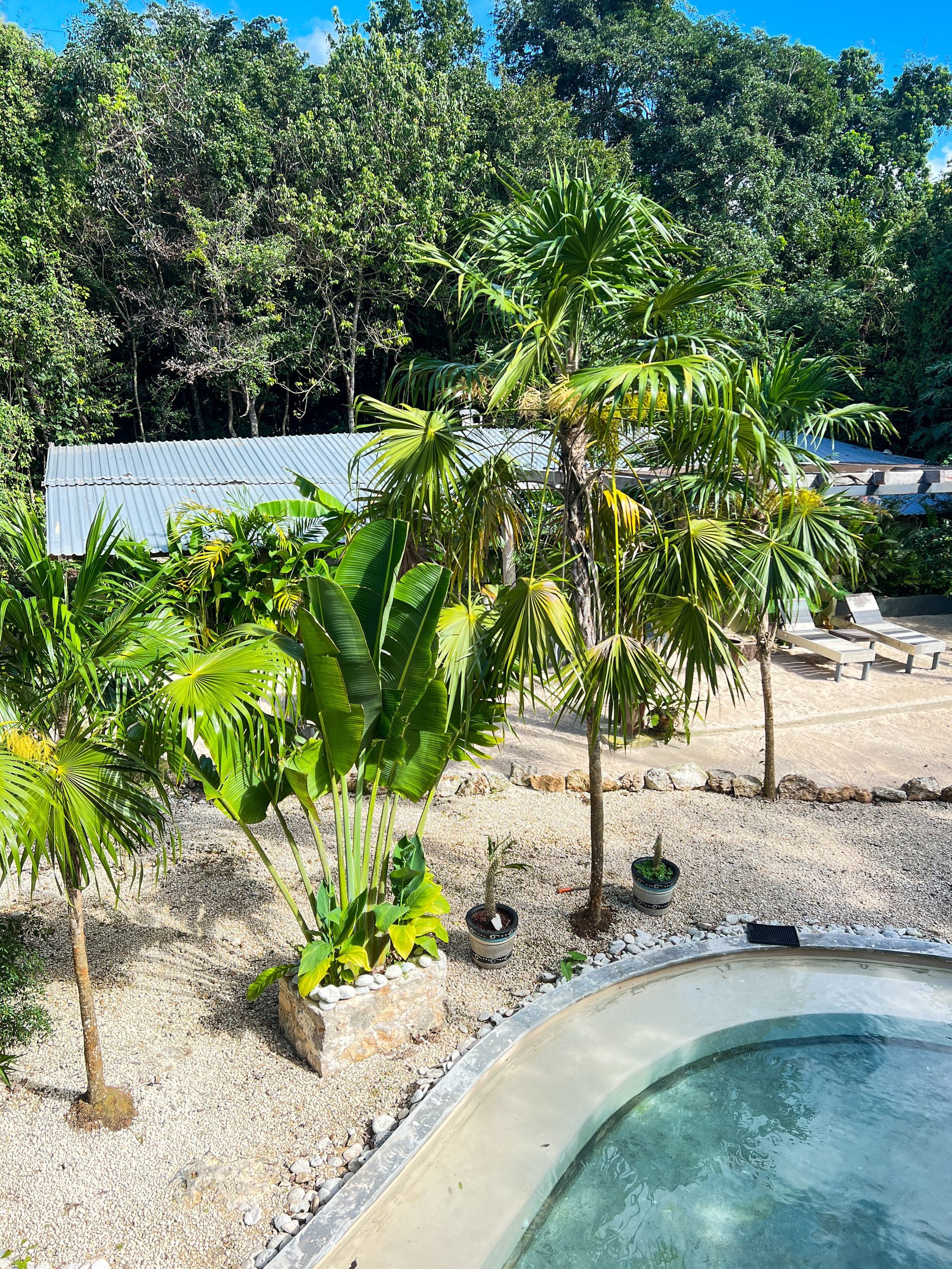 A swimming pool surrounded by trees and bushes in a garden.