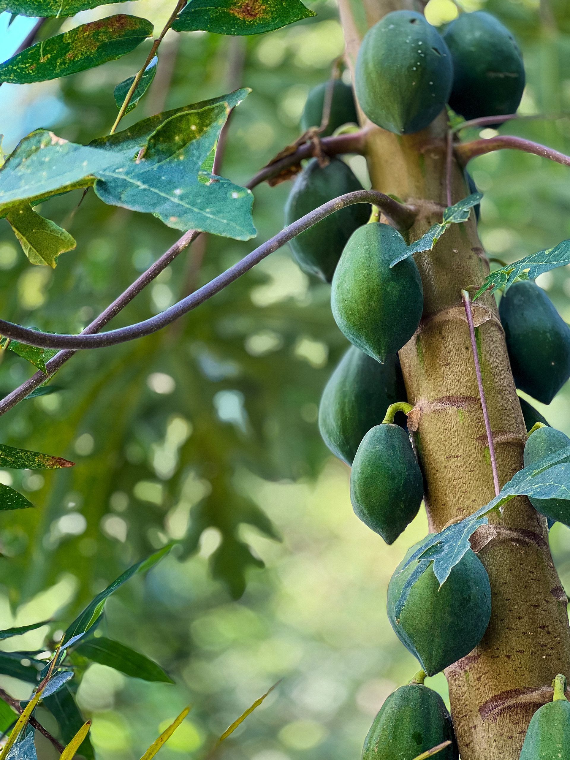 A bunch of green fruits hanging from a tree