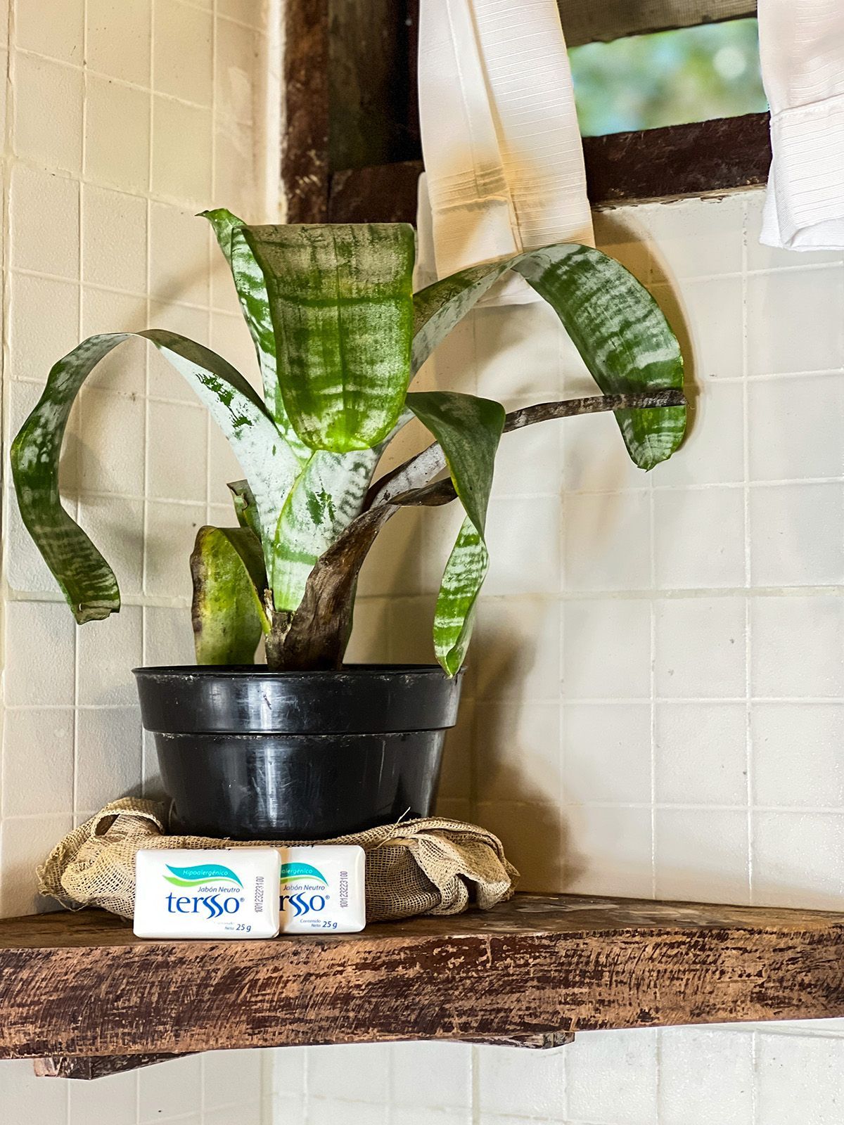 A potted plant is sitting on a wooden shelf next to a window.
