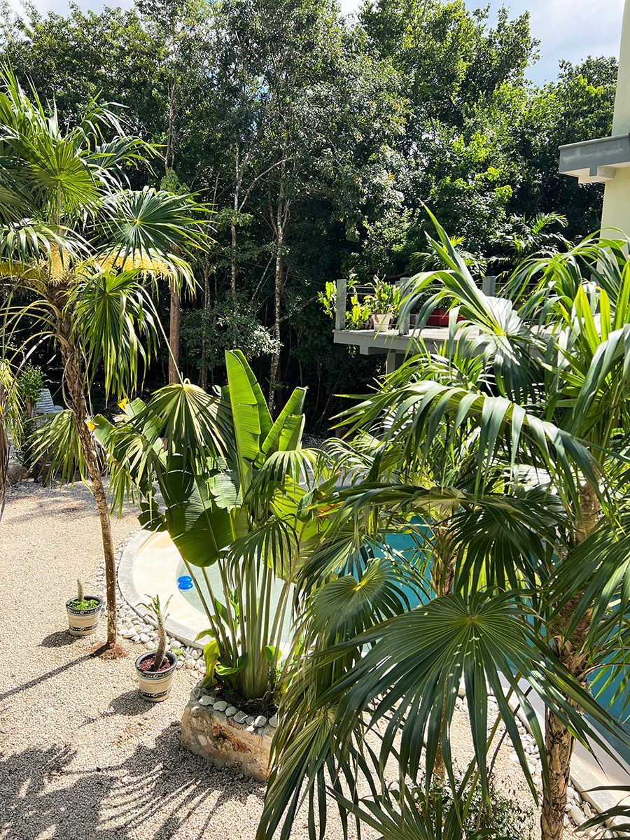 A swimming pool surrounded by lots of tropical plants and trees.