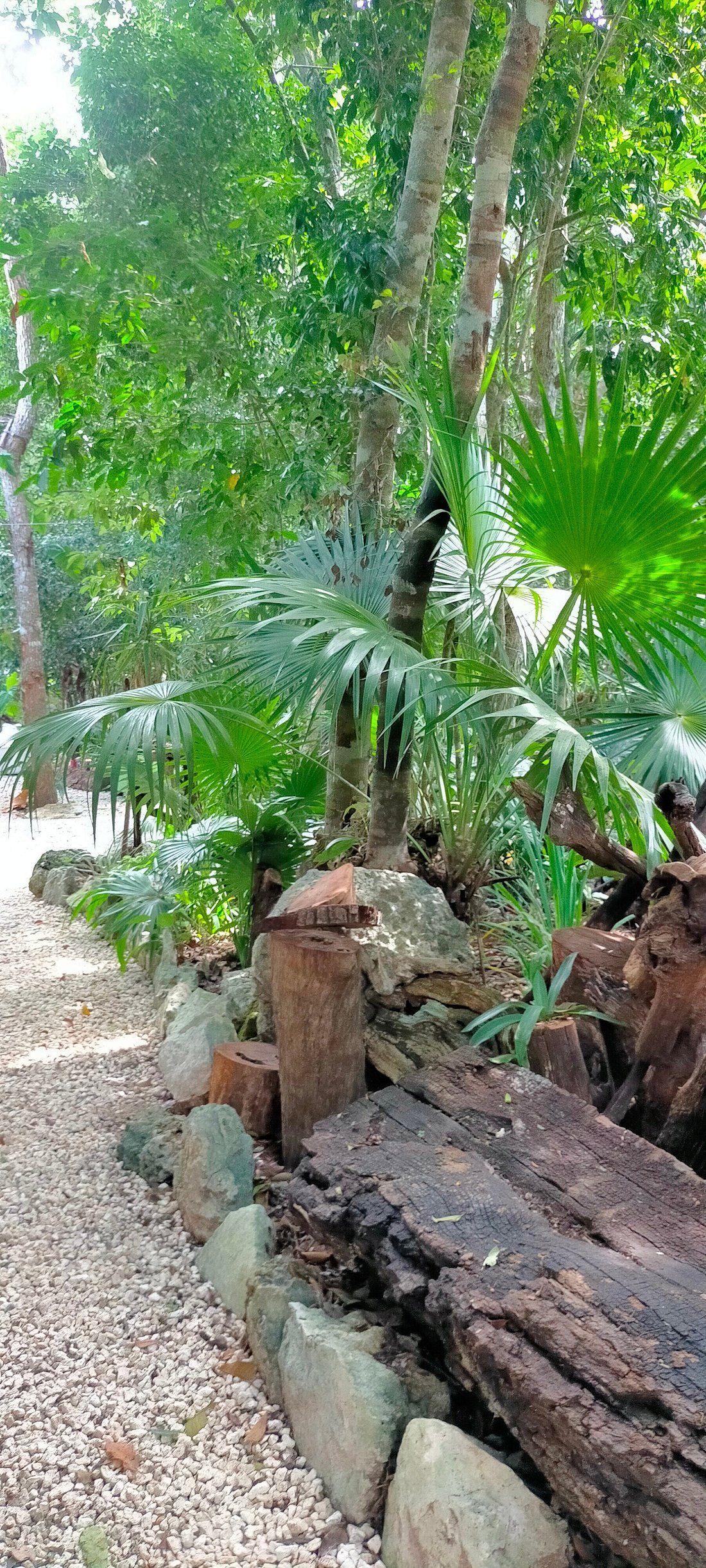 A path in the jungle surrounded by trees and rocks.