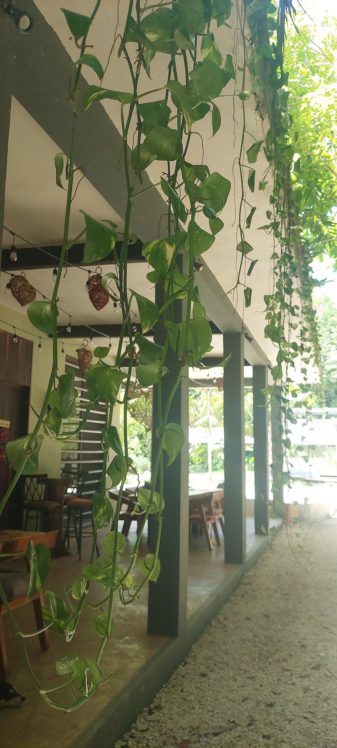 A restaurant with a lot of plants hanging from the ceiling.