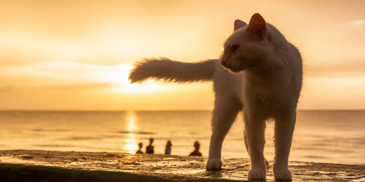 cat on beach in the Carolina Beach morning