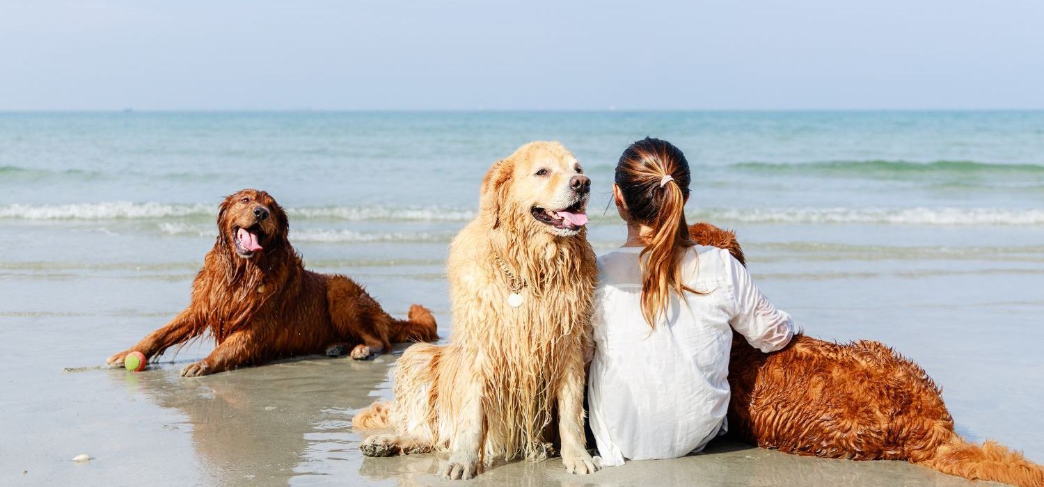 Woman relaxing on beach with three Golden Retrievers in Carolina Beach