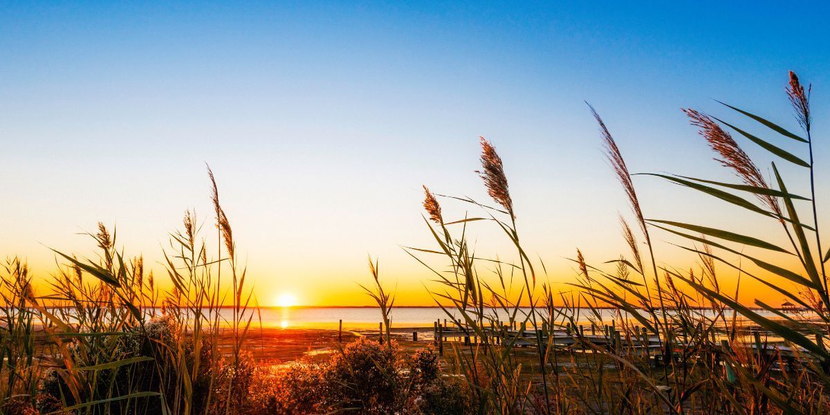 A golden sunset over the coast of North Carolina, with tall grasses in the foreground and the sky fading from bright yellow to deep blue.