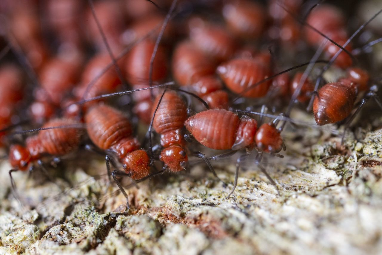The Most Common Pest Control Mistakes Homeowners Make—Don't Get Caught