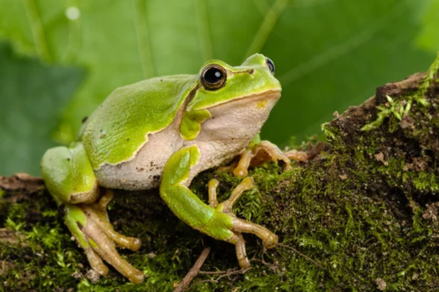 amphibian control Houston TX