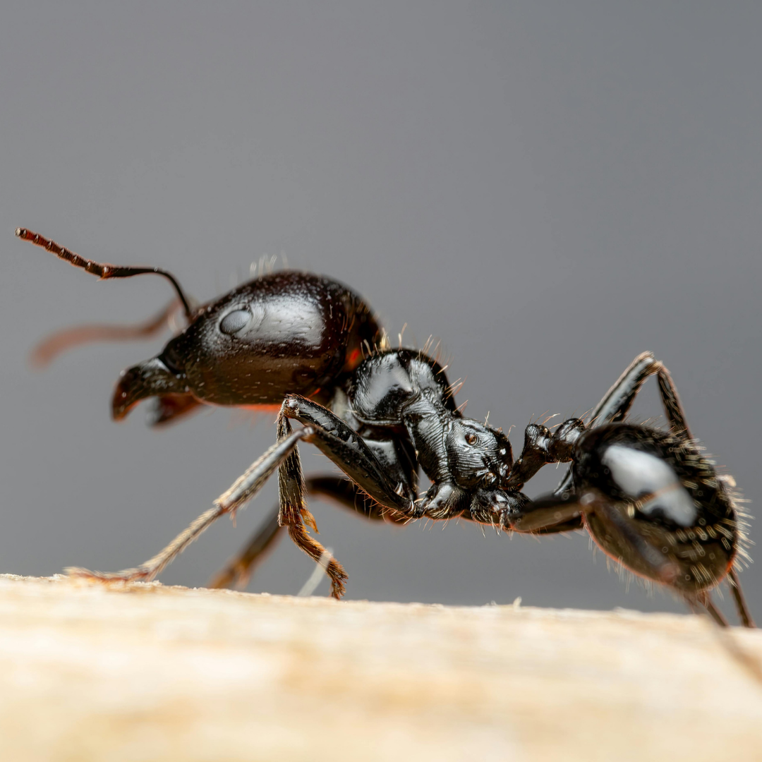 ant removal in spring tx
