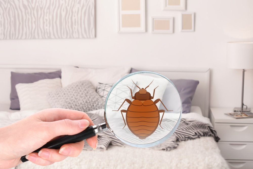 Hand holding magnifying glass over a bed with a magnified bed bug in focus.